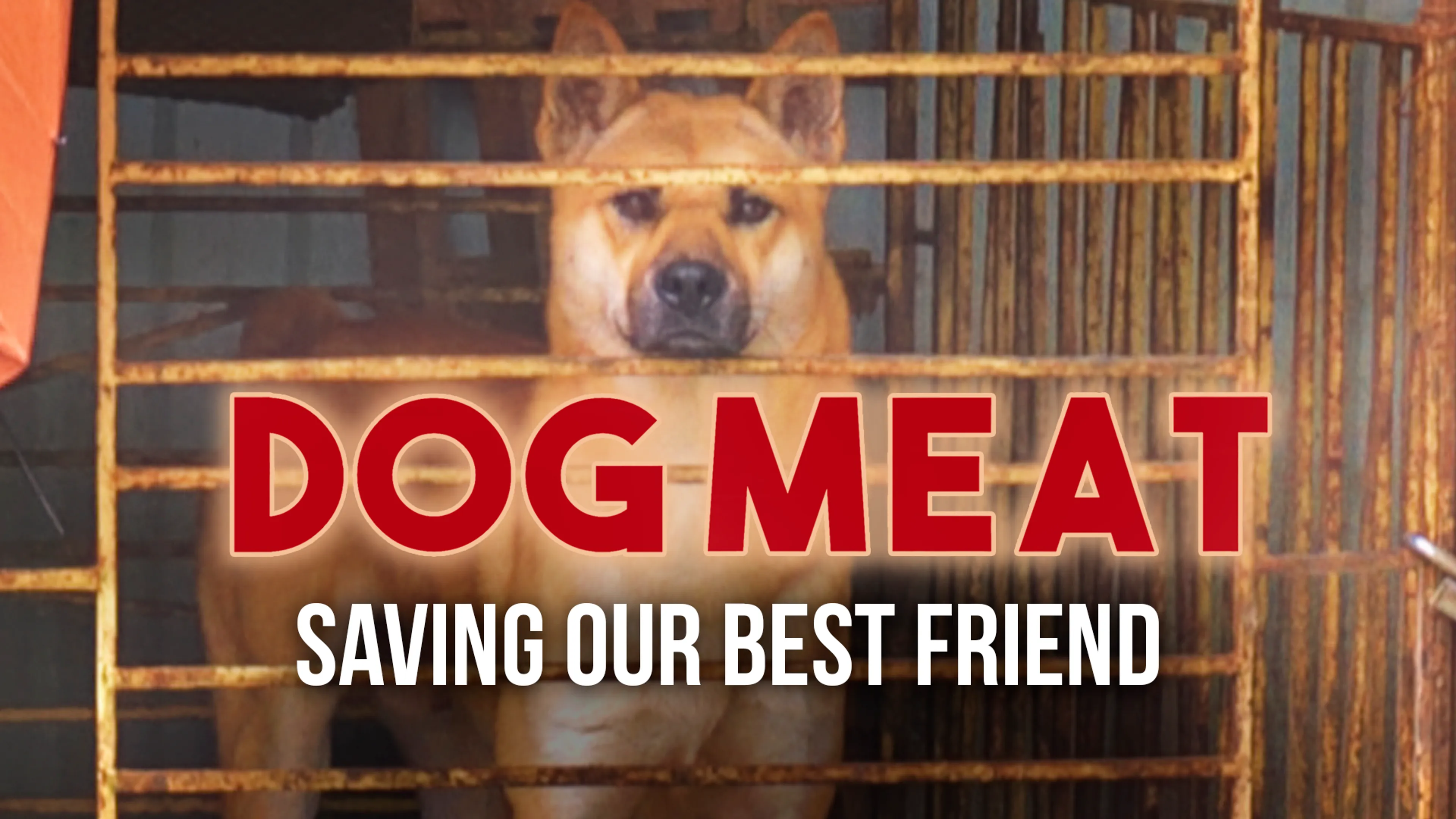 Dog Meat: Saving Our Best Friend poster